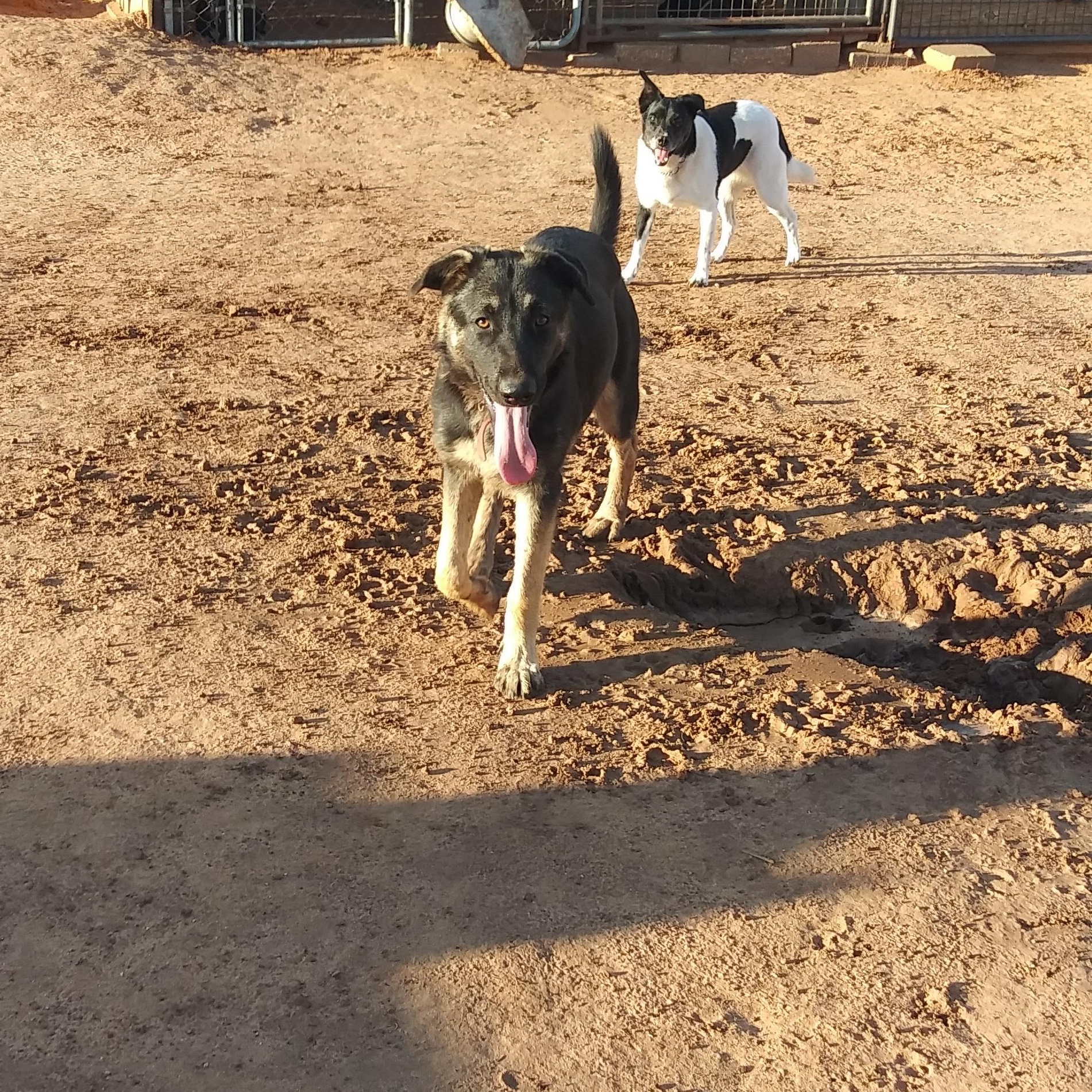 Enlarge Ava, a Adoptable German Shepherd Dog in Anton, TX image 2/2
