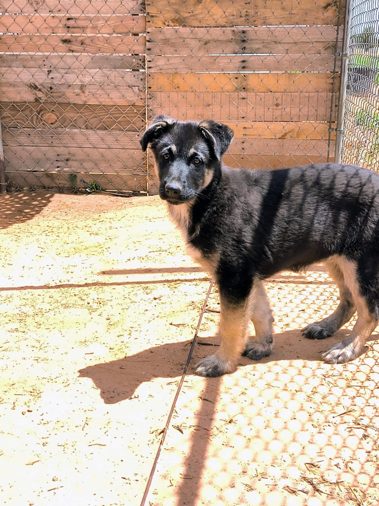 Ava