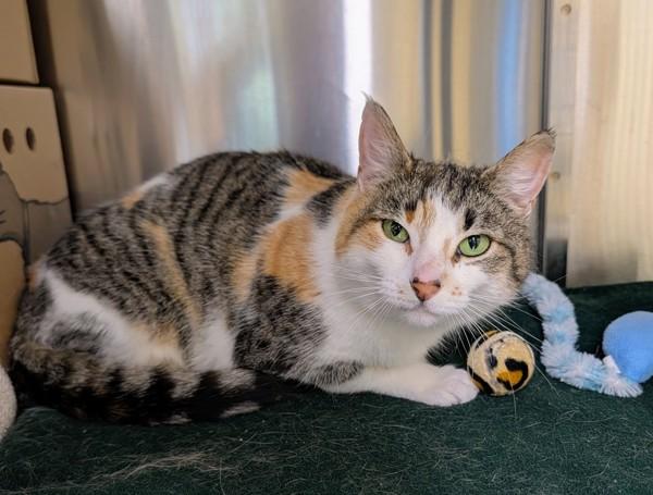 Fable, Adoptable, Adult Female Domestic Short Hair.