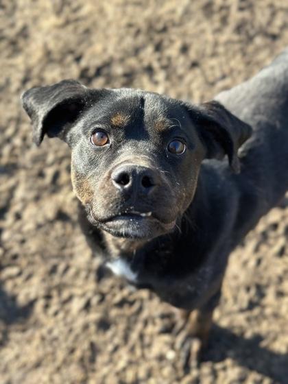 Enlarge Outlaw Potato, a Adoptable mixed breed in Irving, TX image 1/3