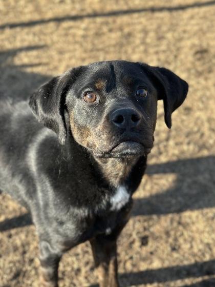 Outlaw Potato, Adoptable, Adult Male Rottweiler & Mixed Breed.