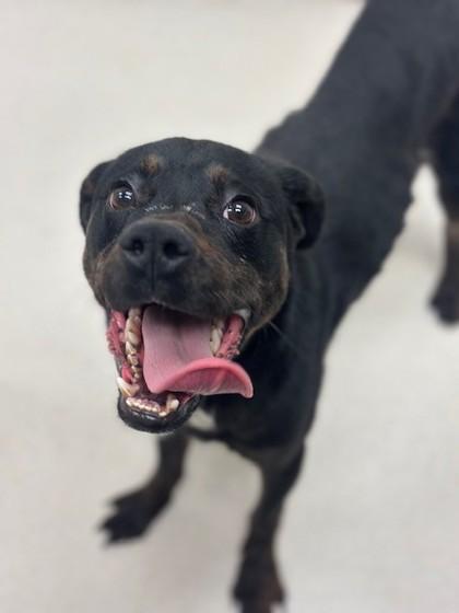 Enlarge Outlaw Potato, a Adoptable mixed breed in Irving, TX image 3/3