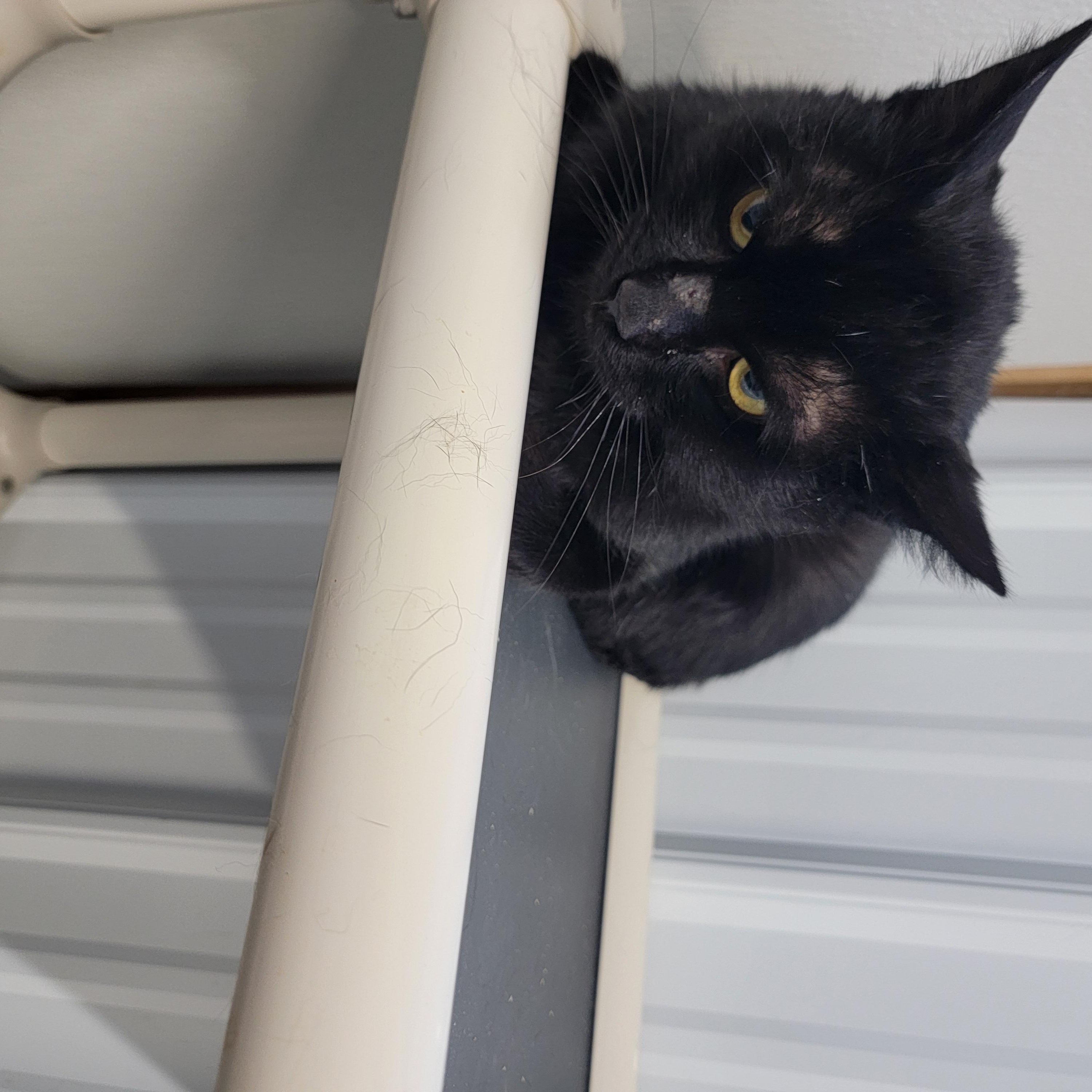 Brian, ADOPTABLE, Adult Male Domestic Short Hair.