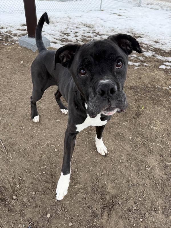 Enlarge Achilles, a Adoptable mixed breed in Great Falls, MT image 1/6