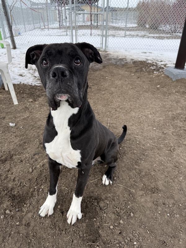 Enlarge Achilles, a Adoptable mixed breed in Great Falls, MT image 2/6