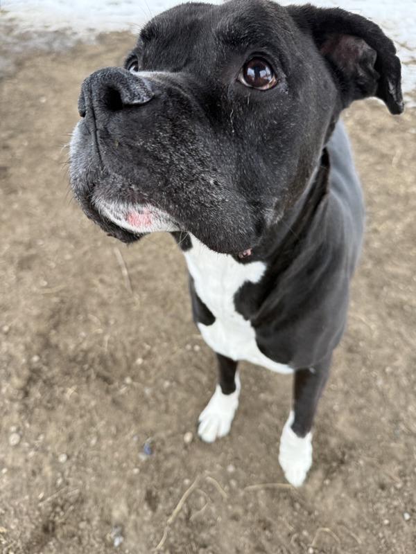Enlarge Achilles, a Adoptable mixed breed in Great Falls, MT image 3/6