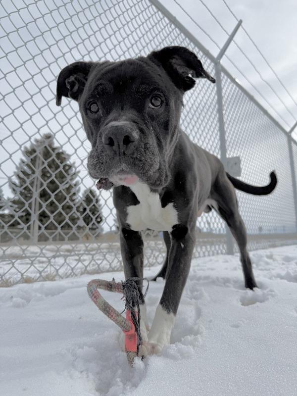 Enlarge Achilles, a Adoptable mixed breed in Great Falls, MT image 4/6