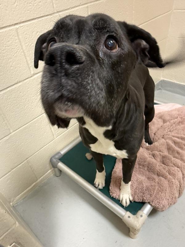 Enlarge Achilles, a Adoptable mixed breed in Great Falls, MT image 5/6