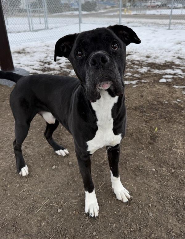 Enlarge Achilles, a Adoptable mixed breed in Great Falls, MT image 6/6