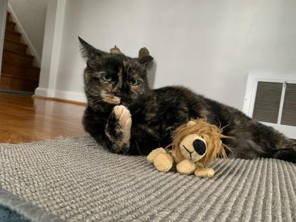 Mowzy - Available in Foster, Adoptable, Senior Female Domestic Medium Hair & Domestic Short Hair.