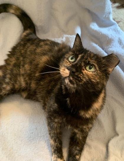 Mowzy - Available in Foster, a Adoptable mixed breed in Madison, NJ image 2/3