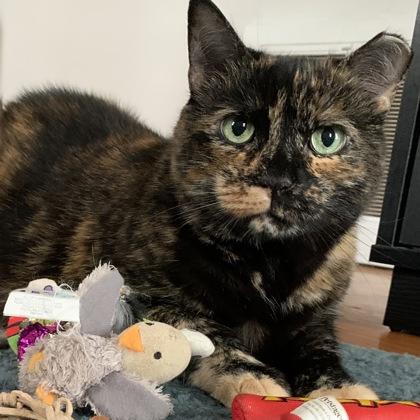 Mowzy - Available in Foster, a Adoptable mixed breed in Madison, NJ image 3/3