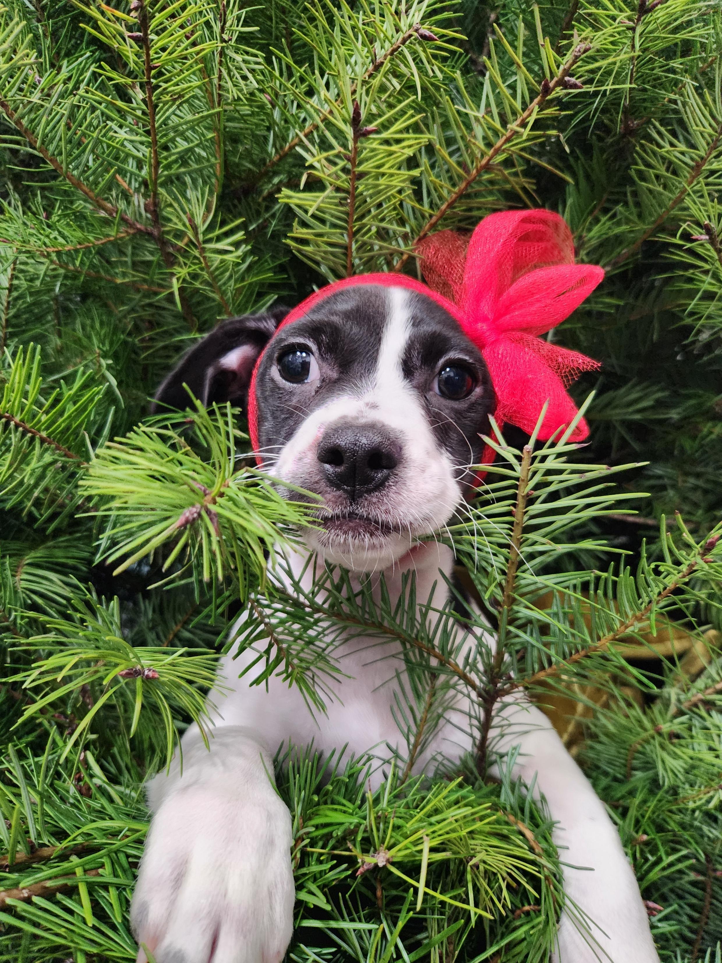 Moo-Moo, ADOPTABLE, Puppy Female French Bulldog & Mixed Breed.