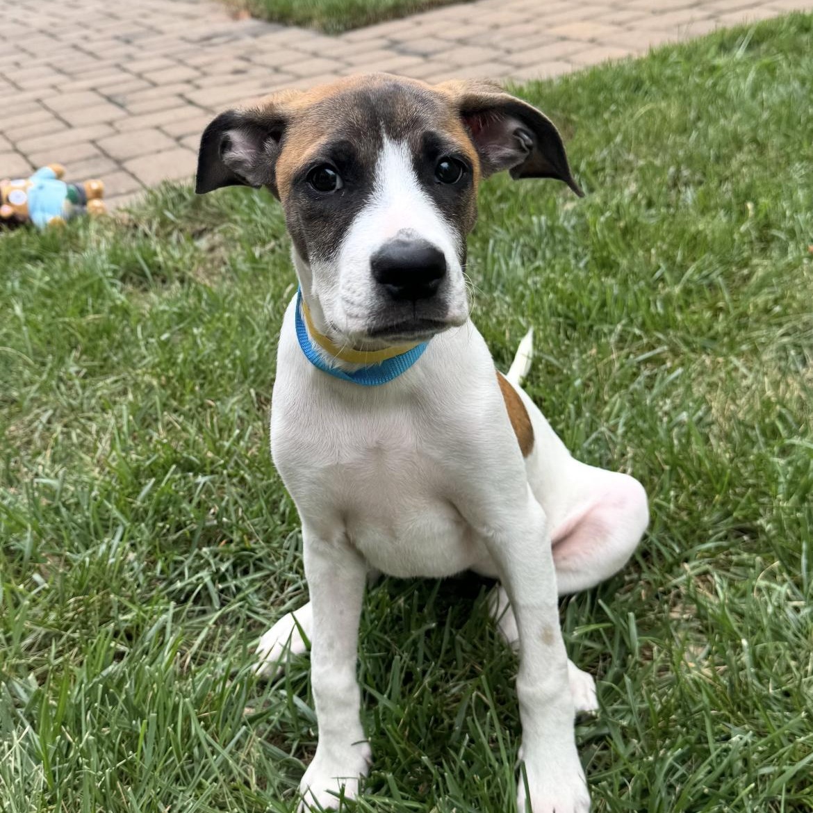 Iggy ( Igloo), Adoptable, Puppy Female English Coonhound & Mixed Breed.