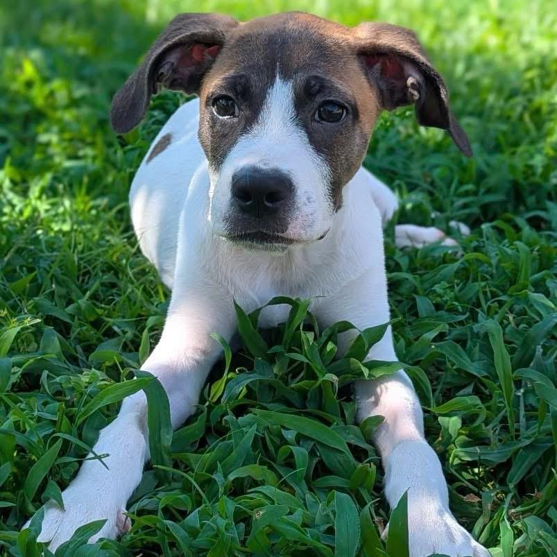 Enlarge Iggy ( Igloo), a Adoptable mixed breed in Kannapolis, NC image 2/6