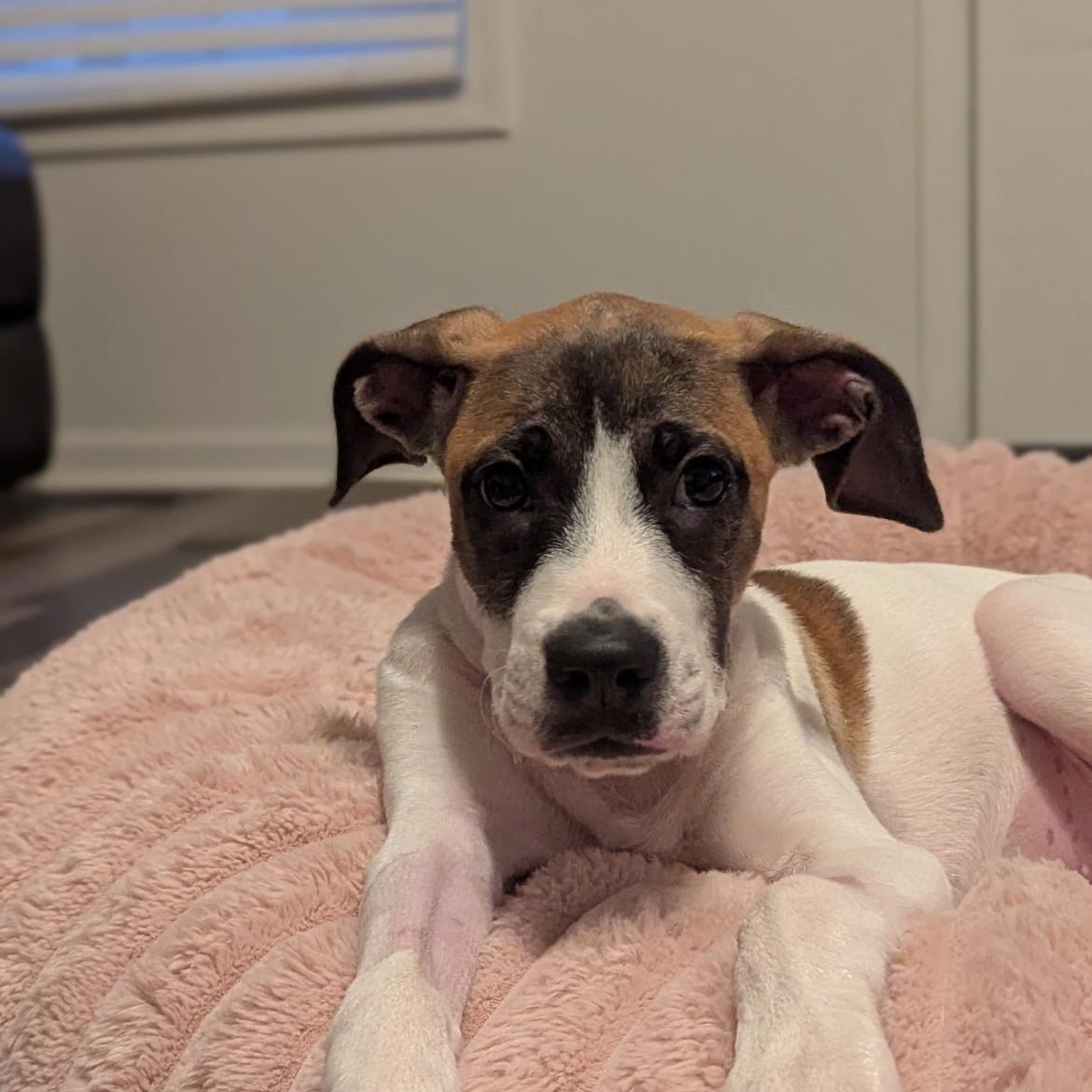 Enlarge Iggy ( Igloo), a Adoptable mixed breed in Kannapolis, NC image 5/6