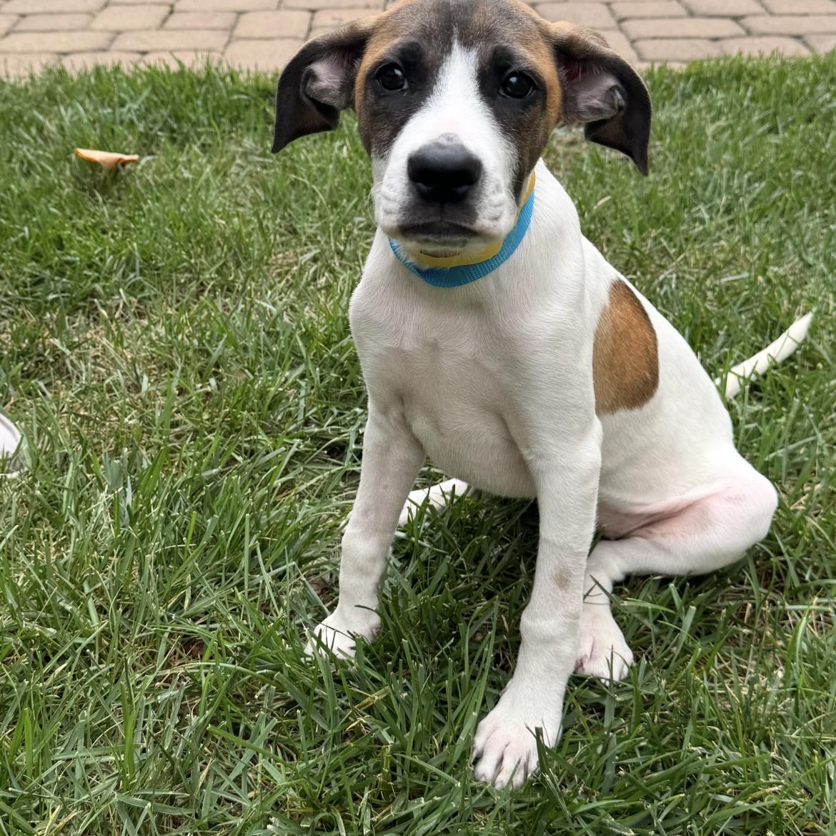 Enlarge Iggy ( Igloo), a Adoptable mixed breed in Kannapolis, NC image 4/6
