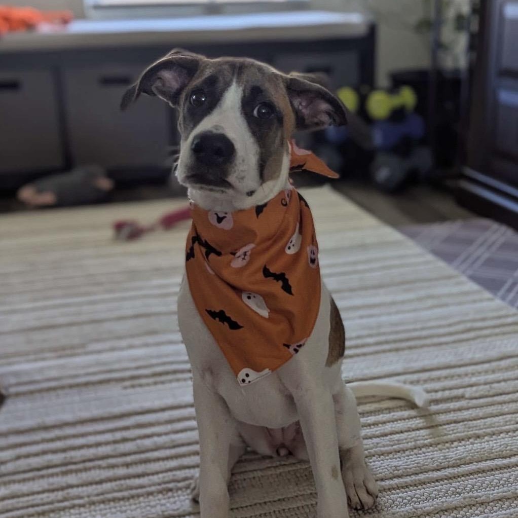 Iggy ( Igloo), Adopted, Puppy Female Great Pyrenees & American Foxhound.