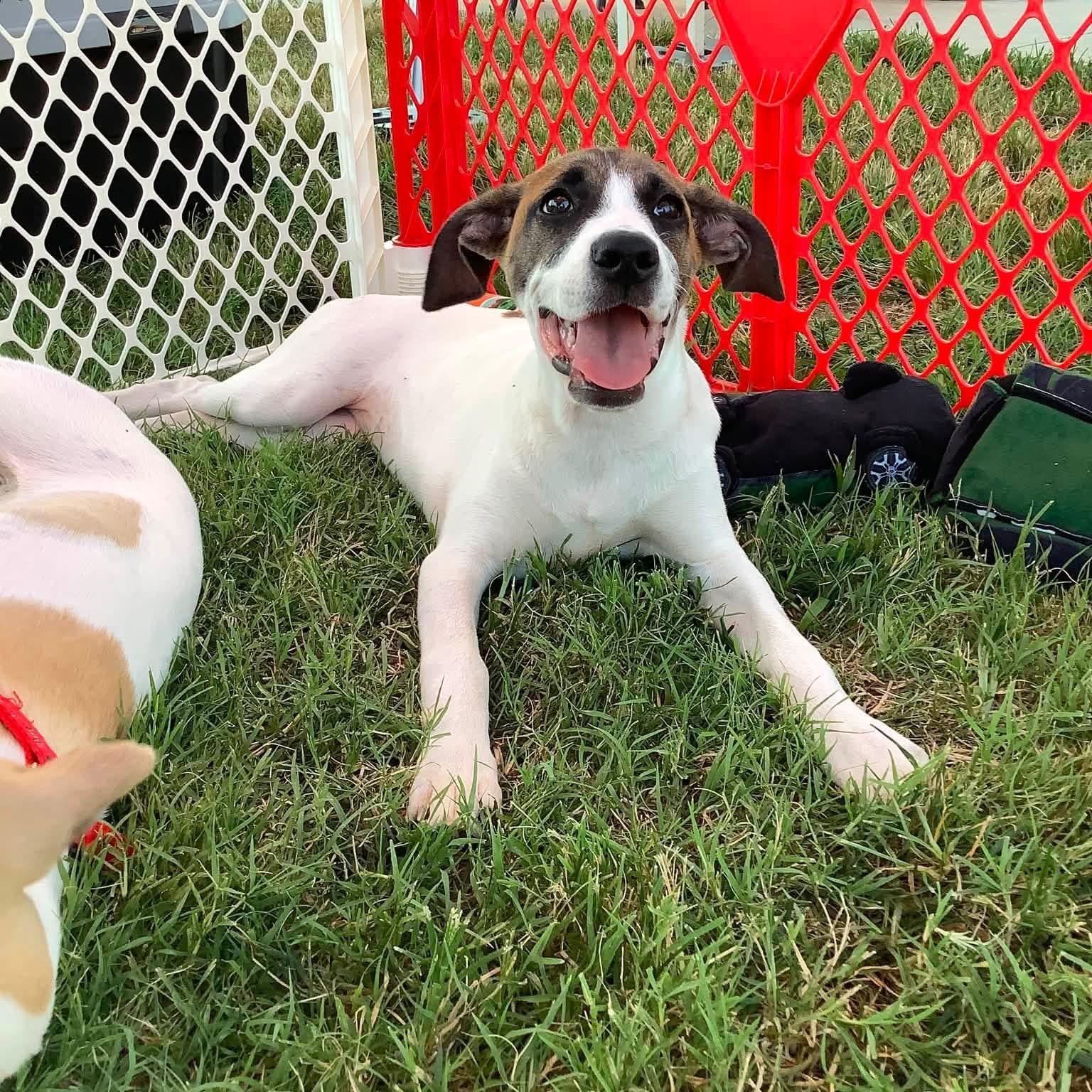 Enlarge Iggy ( Igloo), a Adoptable mixed breed in Kannapolis, NC image 3/6