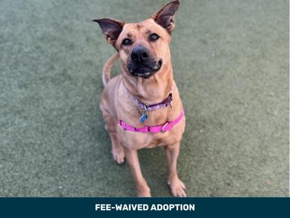 Renlee, Adoptable, Adult Female German Shepherd Dog & American Bulldog.