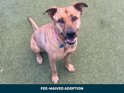 Renlee, Adoptable, Adult Female German Shepherd Dog & American Bulldog.