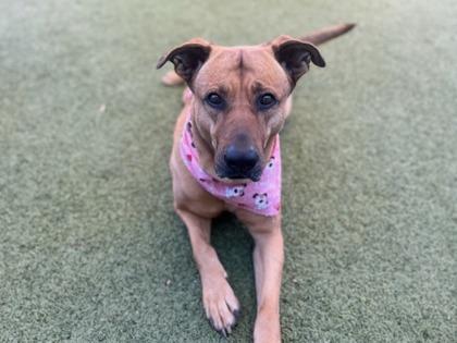 Renlee, Adoptable, Adult Female German Shepherd Dog & American Bulldog.