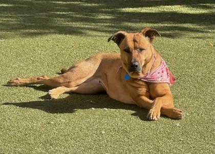 Enlarge Renlee, a Adoptable mixed breed in Phoenix, AZ image 2/3