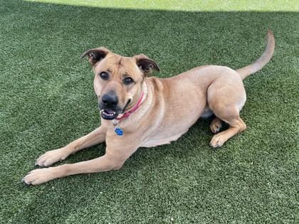 Enlarge Renlee, a Adoptable mixed breed in Phoenix, AZ image 1/3