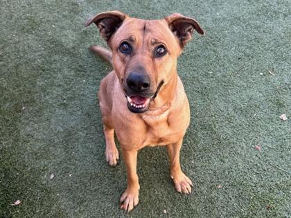 Enlarge Renlee, a Adoptable mixed breed in Phoenix, AZ image 2/3