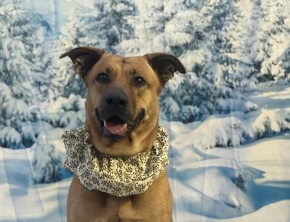 Enlarge Renlee, a Adoptable mixed breed in Phoenix, AZ image 3/3