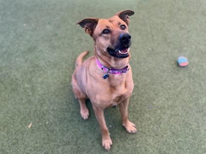 Enlarge Renlee, a Adoptable mixed breed in Phoenix, AZ image 2/2