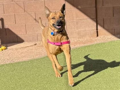 Enlarge Renlee, a Adoptable mixed breed in Phoenix, AZ image 3/3