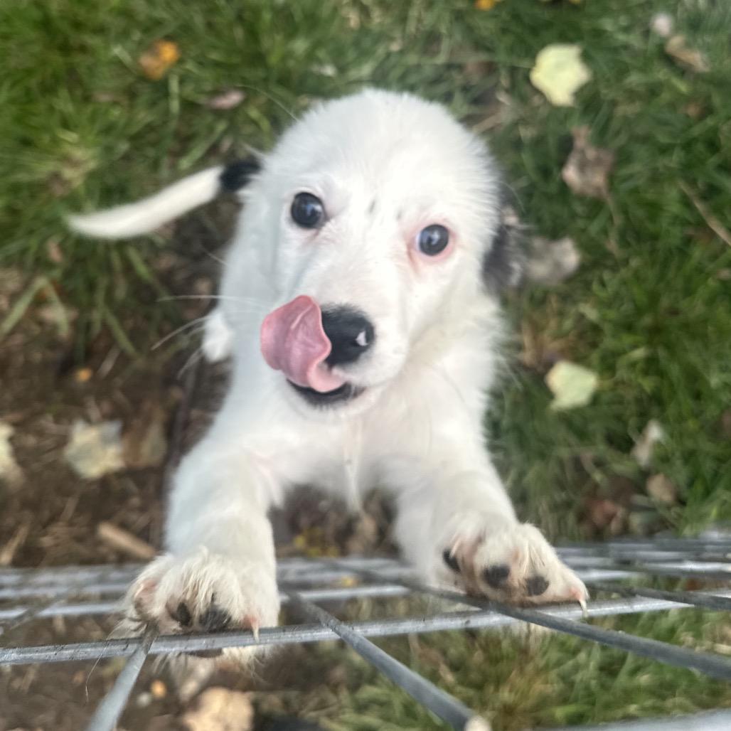 Enlarge Nolan, a Adoptable Mixed Breed in Manalapan, NJ image 2/2