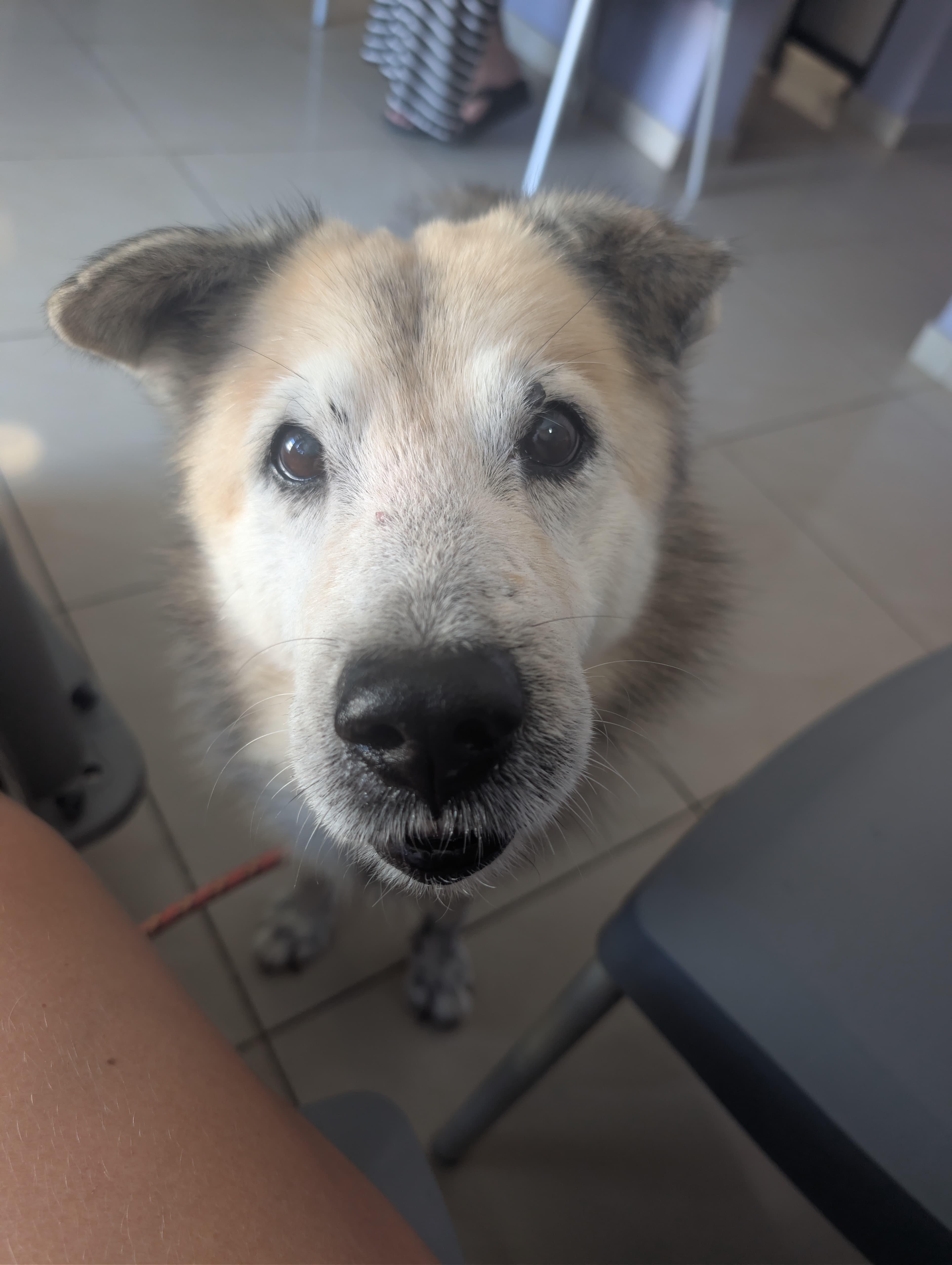 Enlarge ZEUS - Goofy boy!, a Adoptable mixed breed in Annapolis, MD image 4/6