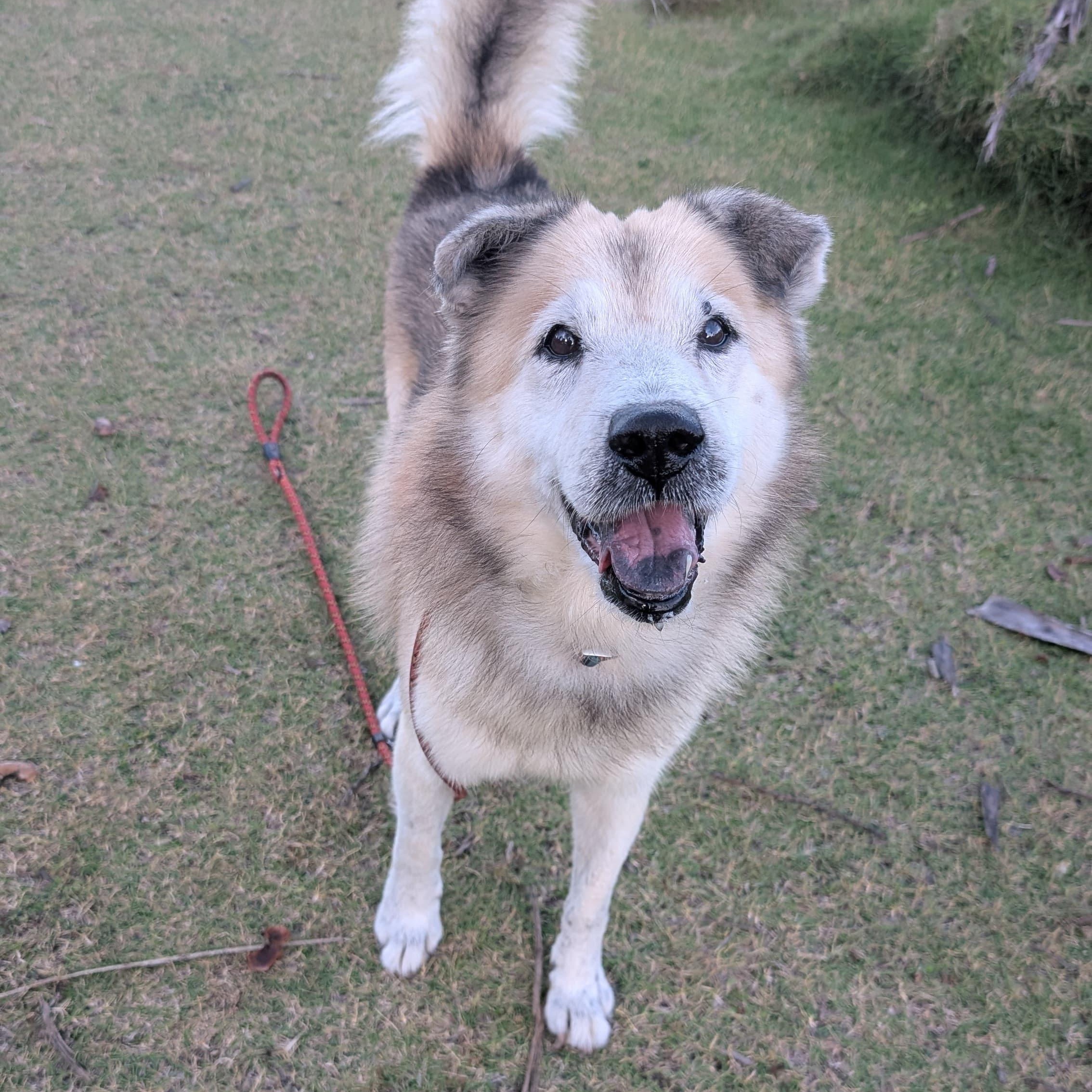 Enlarge ZEUS - Goofy boy!, a Adoptable mixed breed in Annapolis, MD image 1/6