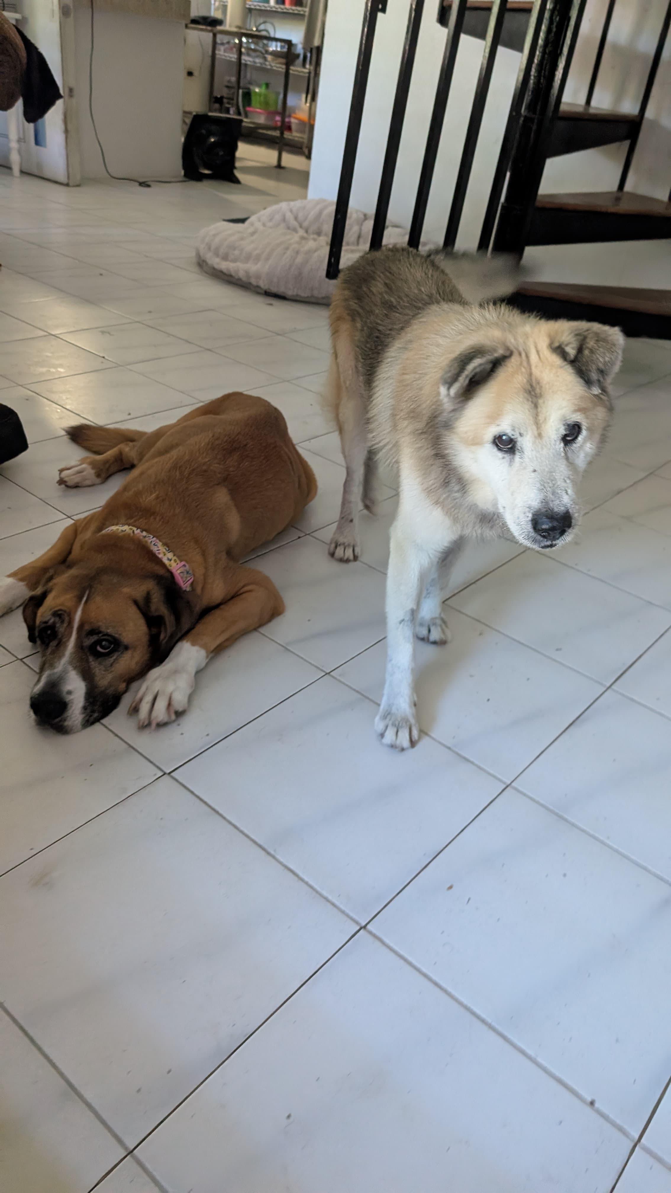 Enlarge ZEUS - Goofy boy!, a Adoptable mixed breed in Annapolis, MD image 5/6