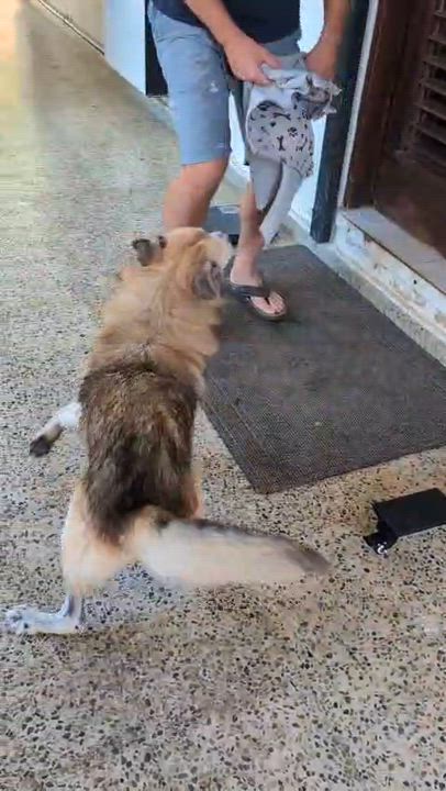 Enlarge ZEUS - Goofy boy!, a Adoptable mixed breed in Annapolis, MD video 6/6