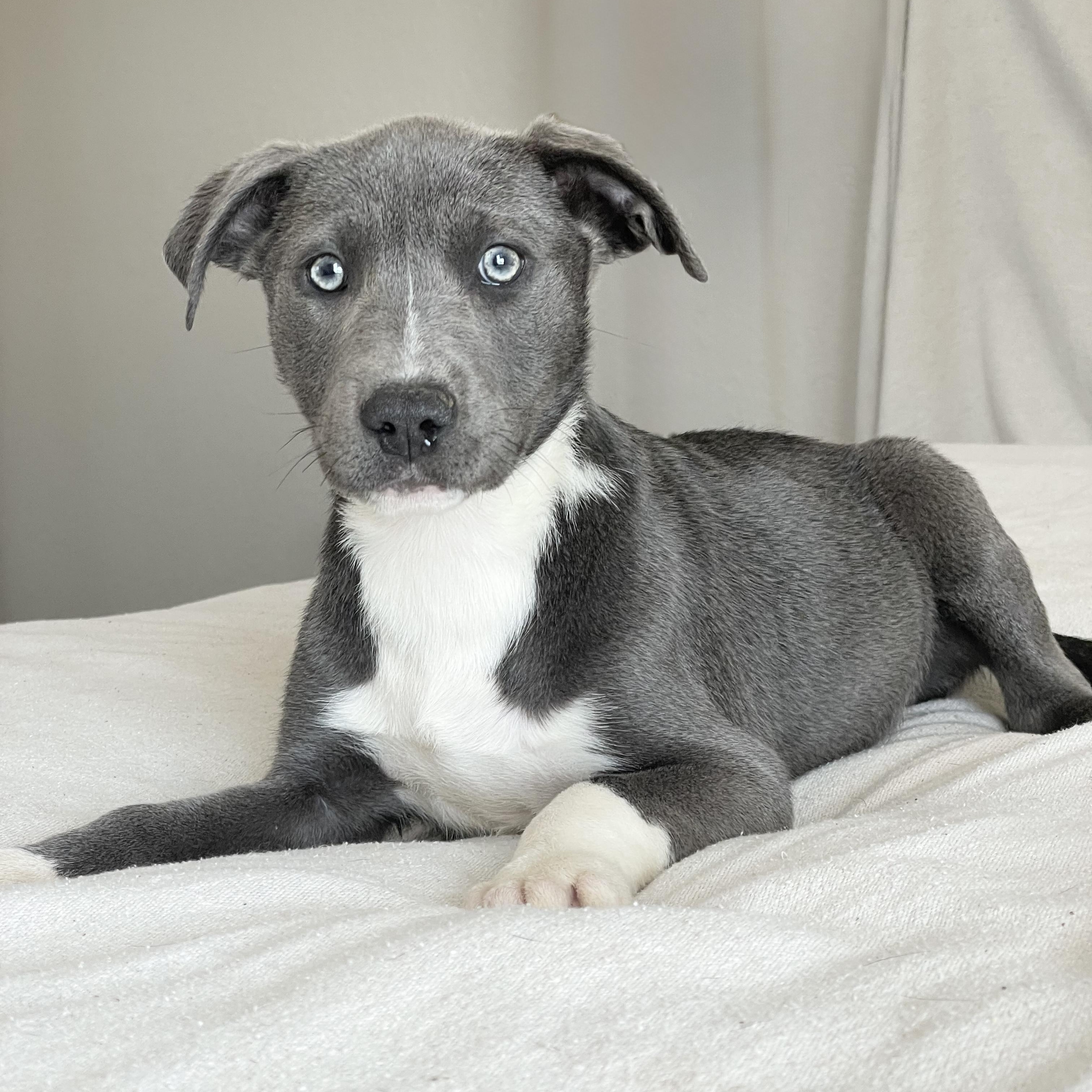 Cuddly Clancy, a ADOPTABLE mixed breed in West Hartford , CT image 4/4