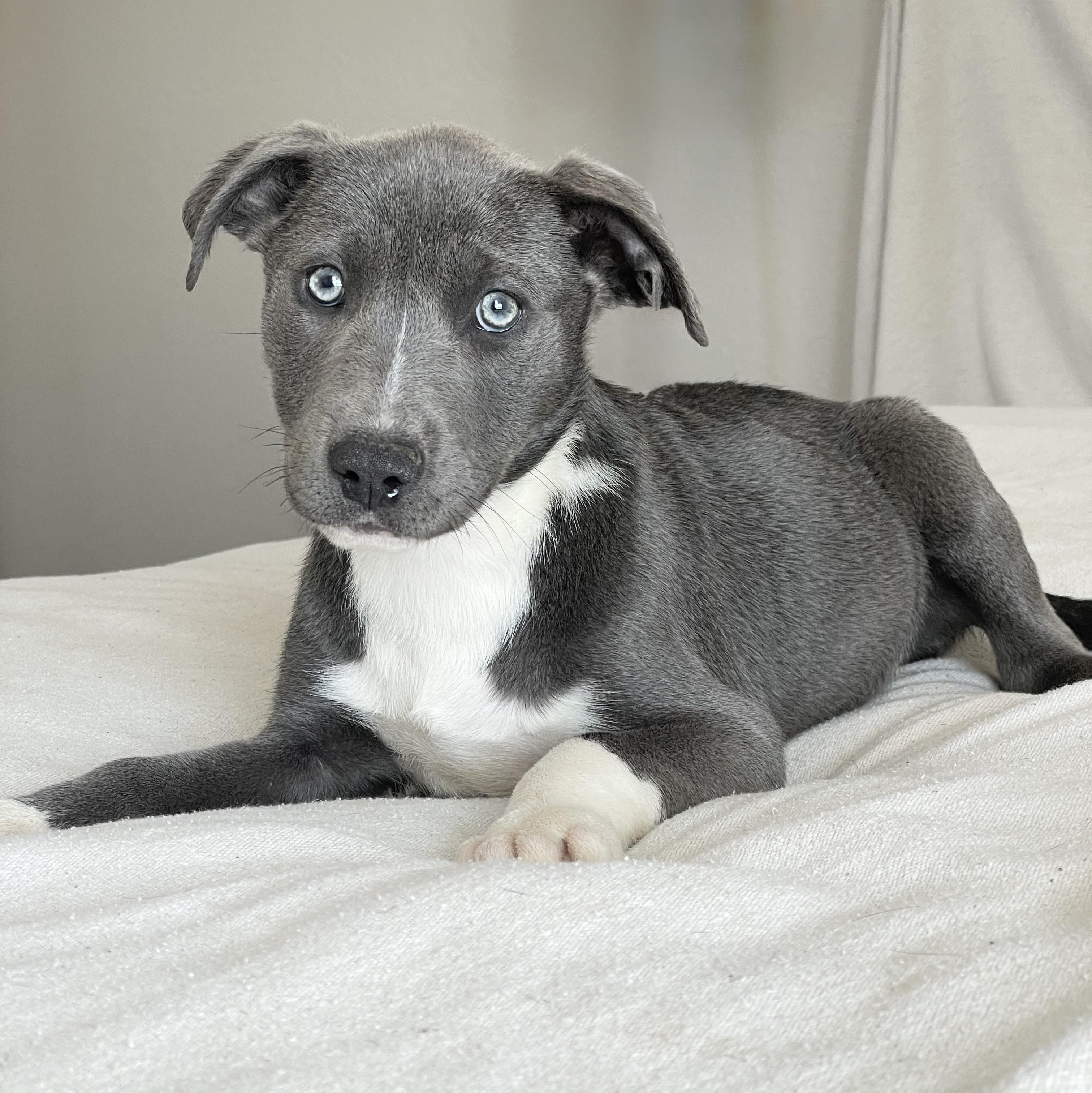 Cuddly Clancy, a ADOPTABLE mixed breed in West Hartford , CT image 1/4
