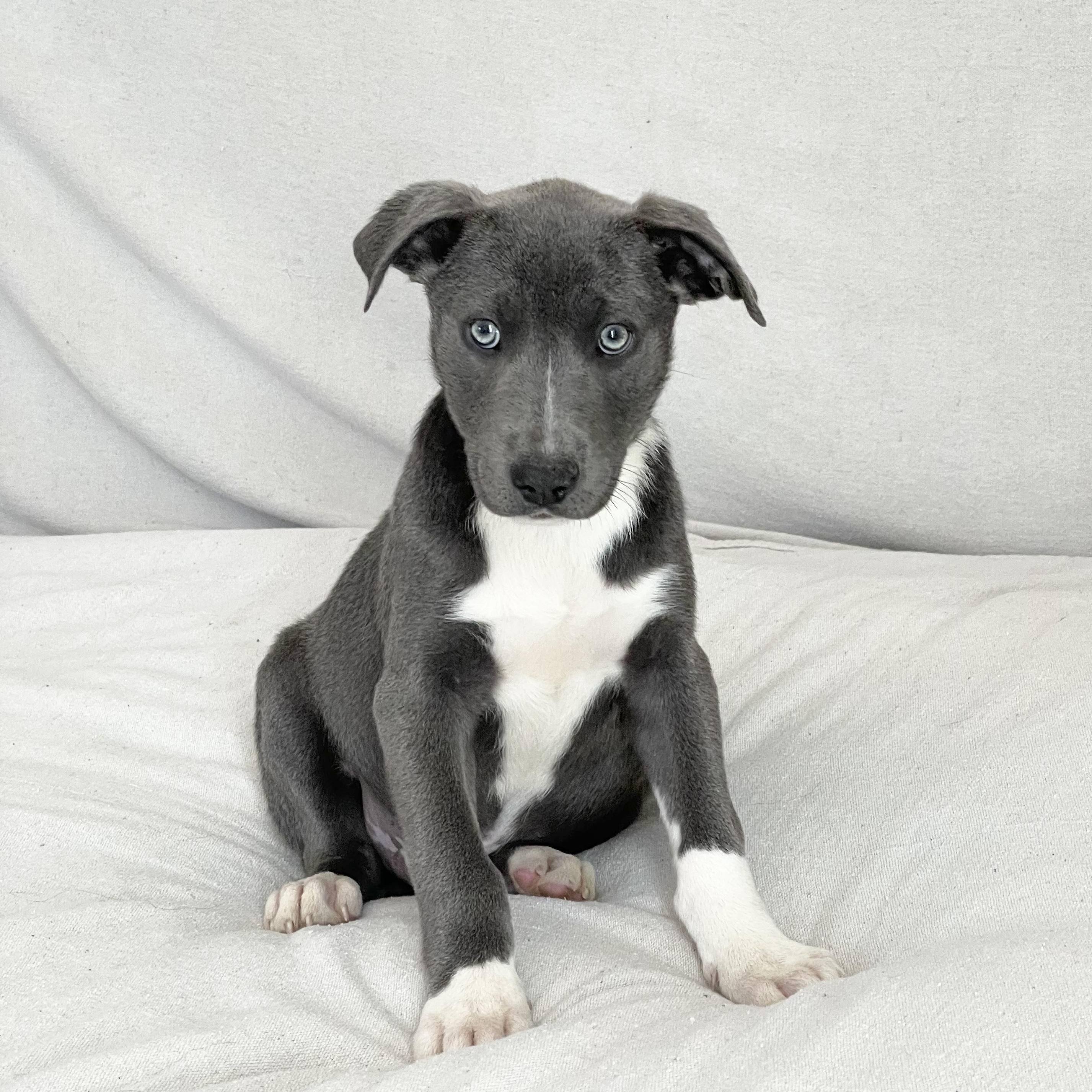 Cuddly Clancy, a ADOPTABLE mixed breed in West Hartford , CT image 2/4