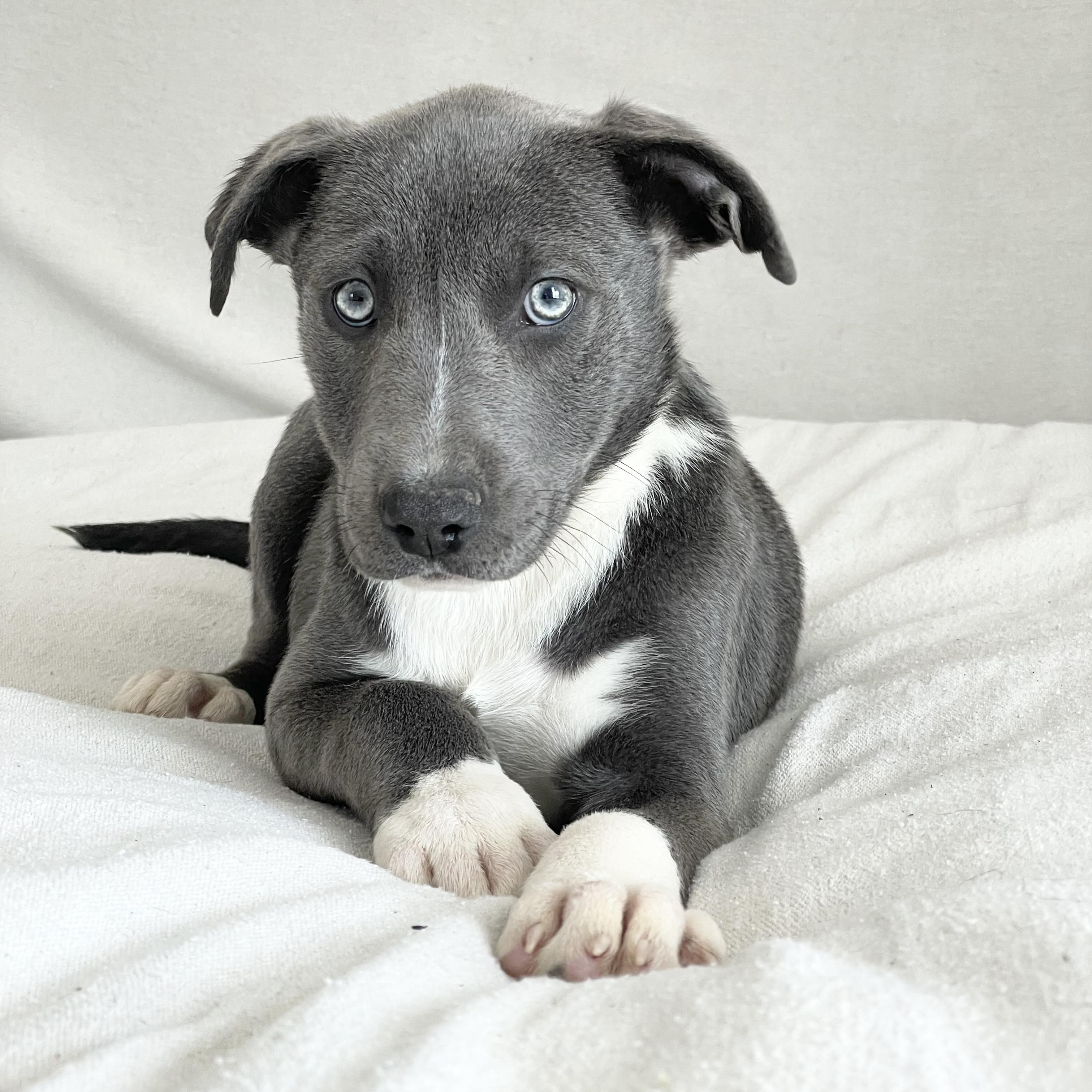 Cuddly Clancy, a ADOPTABLE mixed breed in West Hartford , CT image 3/4