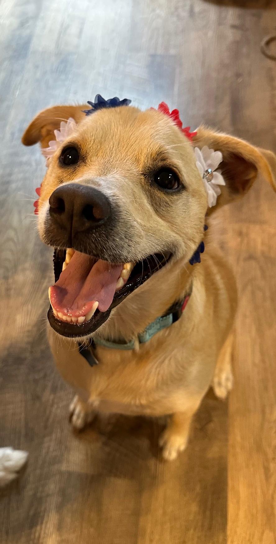 Enlarge Blondie , a Adoptable mixed breed in Houston, TX image 1/5