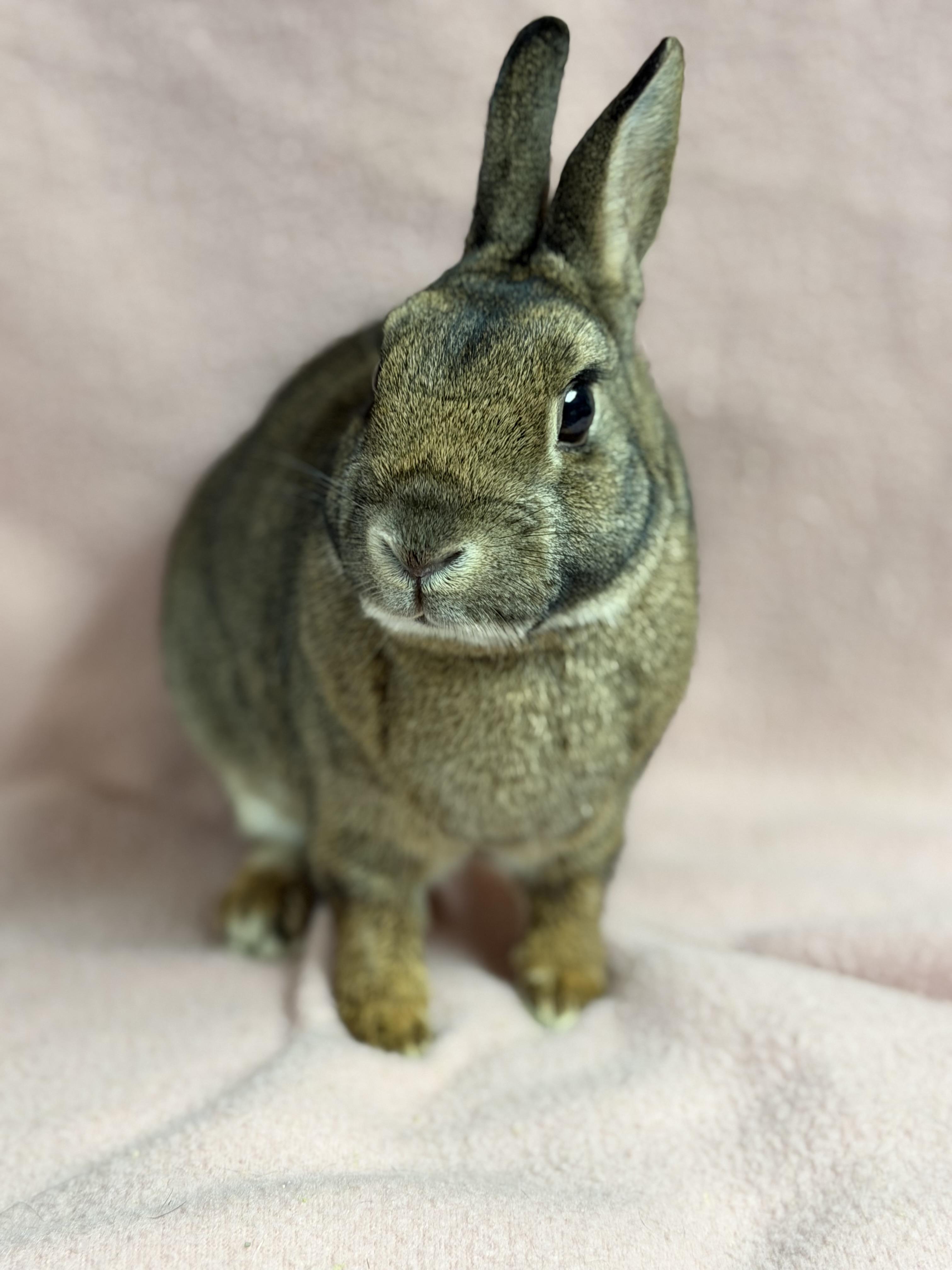 Maui: video!!, a ADOPTABLE Britannia Petite in Edinburg, PA image 3/6