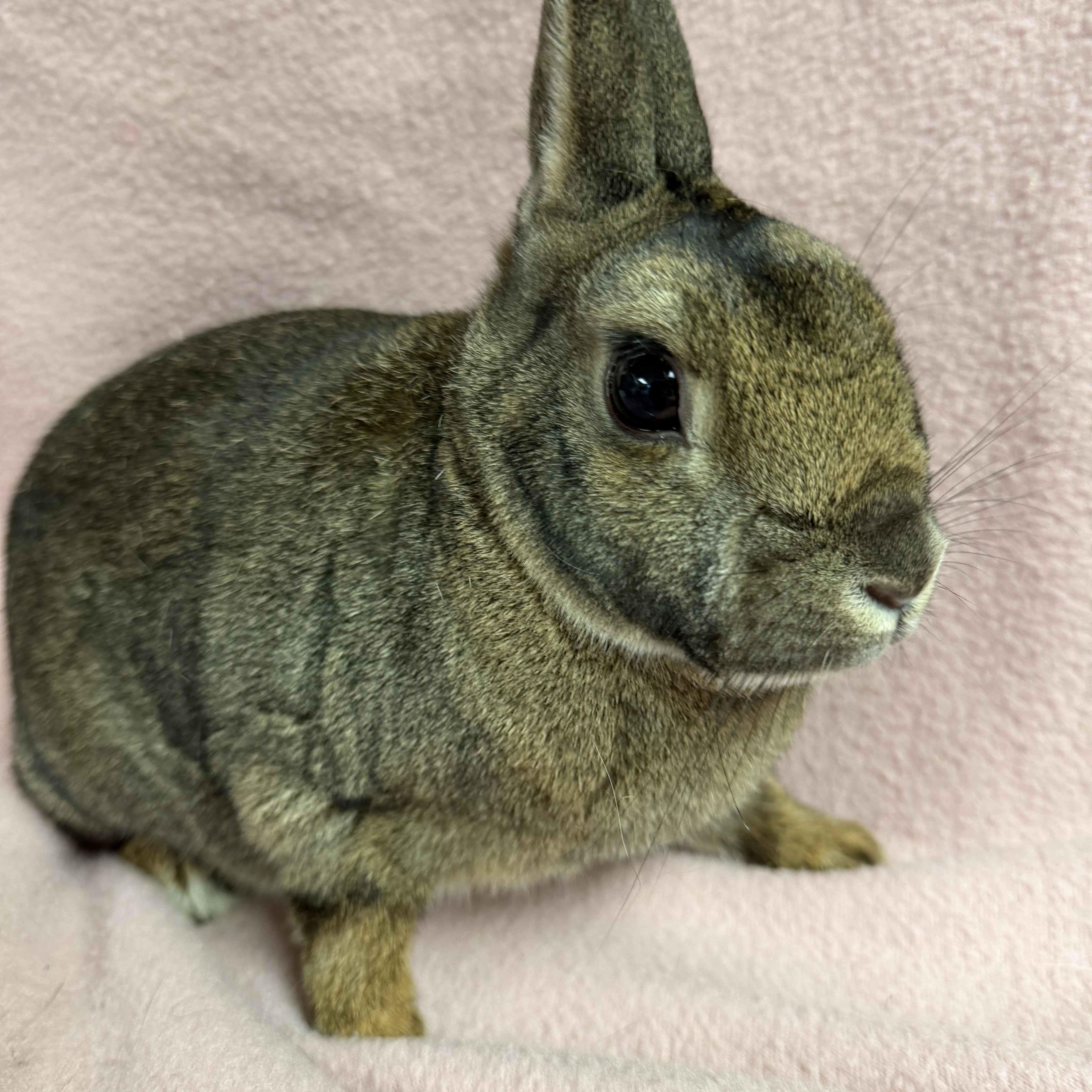 Maui: video!!, a ADOPTABLE Britannia Petite in Edinburg, PA image 2/6
