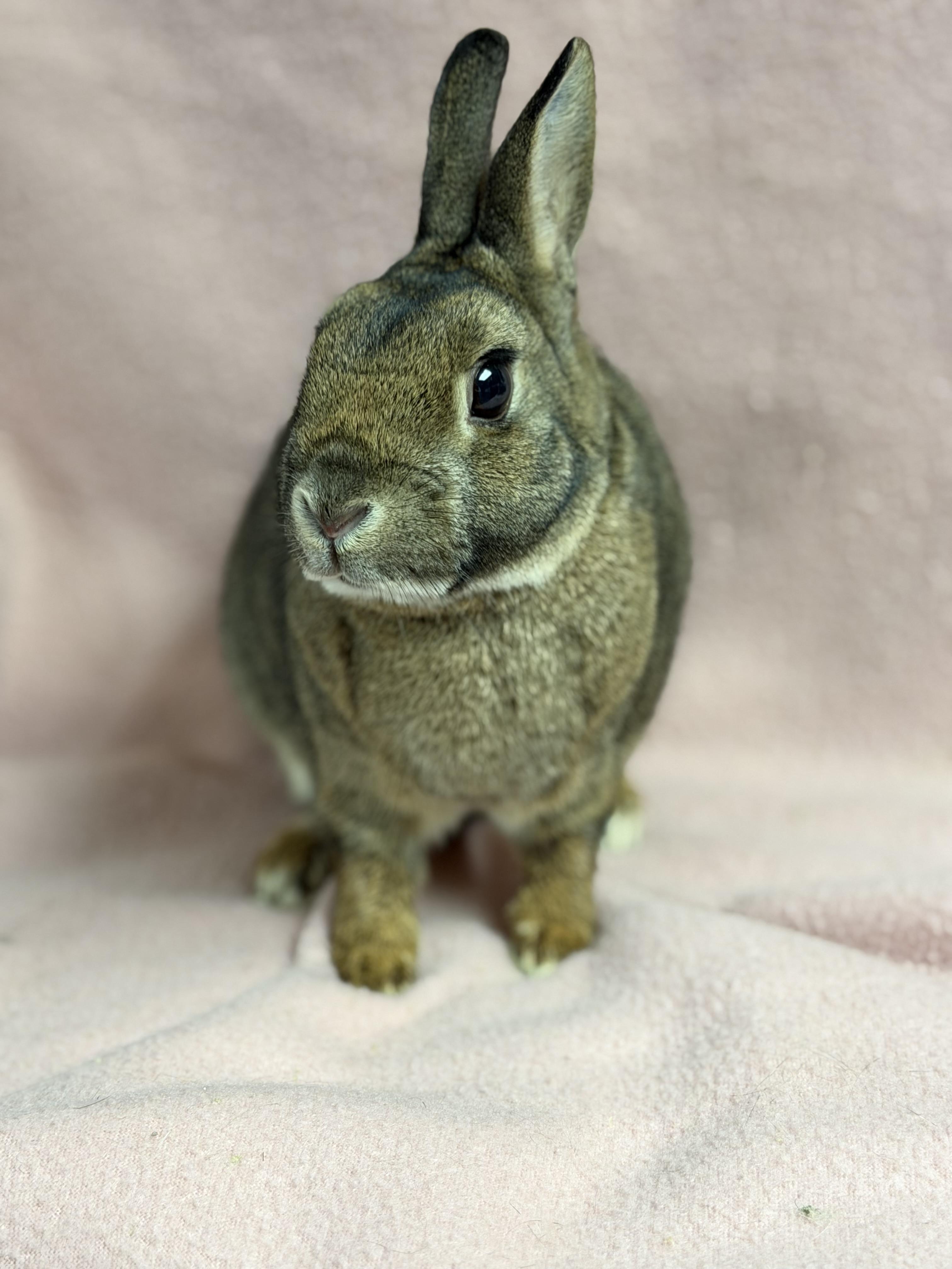 Maui: video!!, a ADOPTABLE Britannia Petite in Edinburg, PA image 4/6