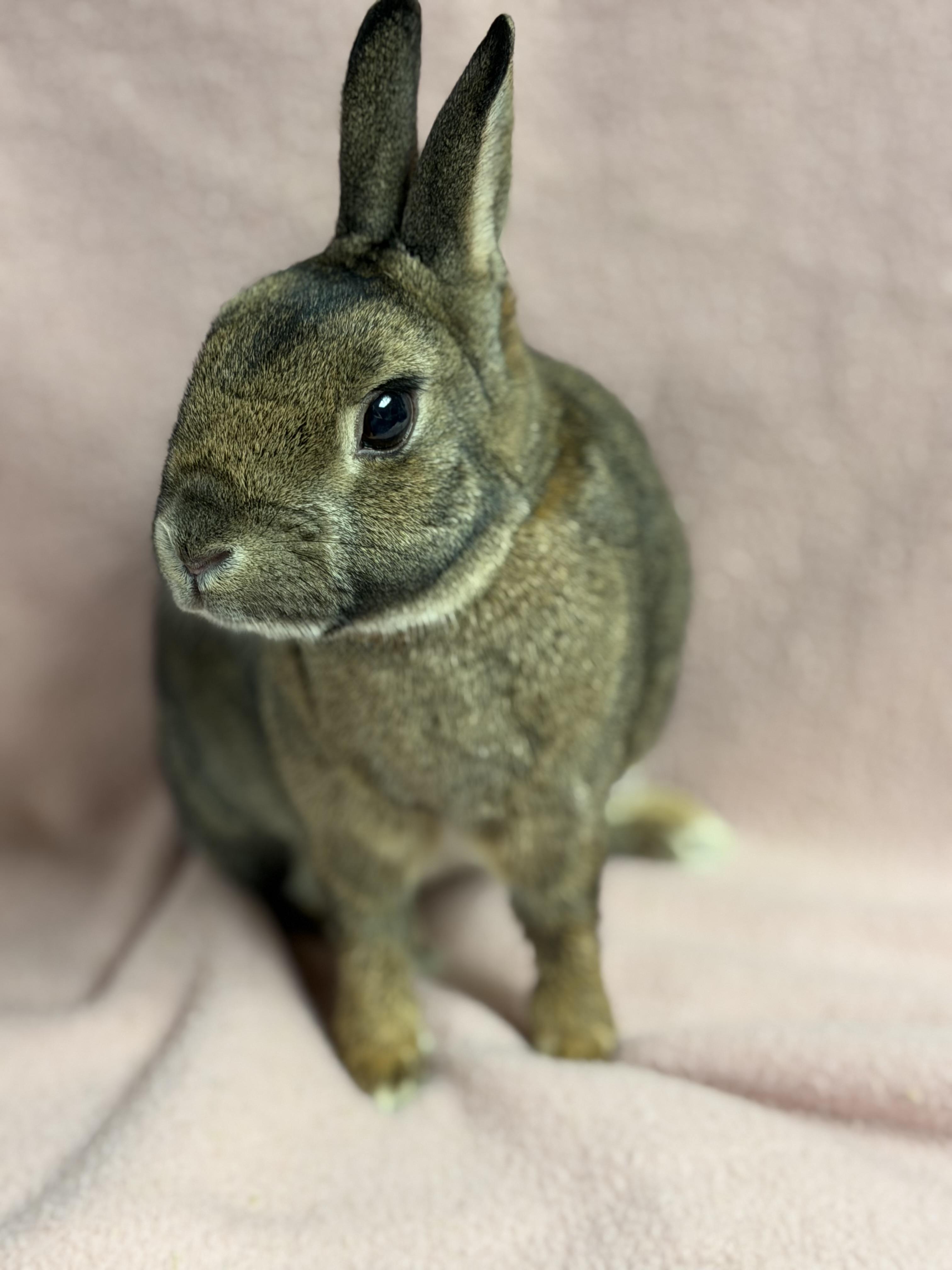 Maui: video!!, ADOPTABLE, Young Male Britannia Petite.