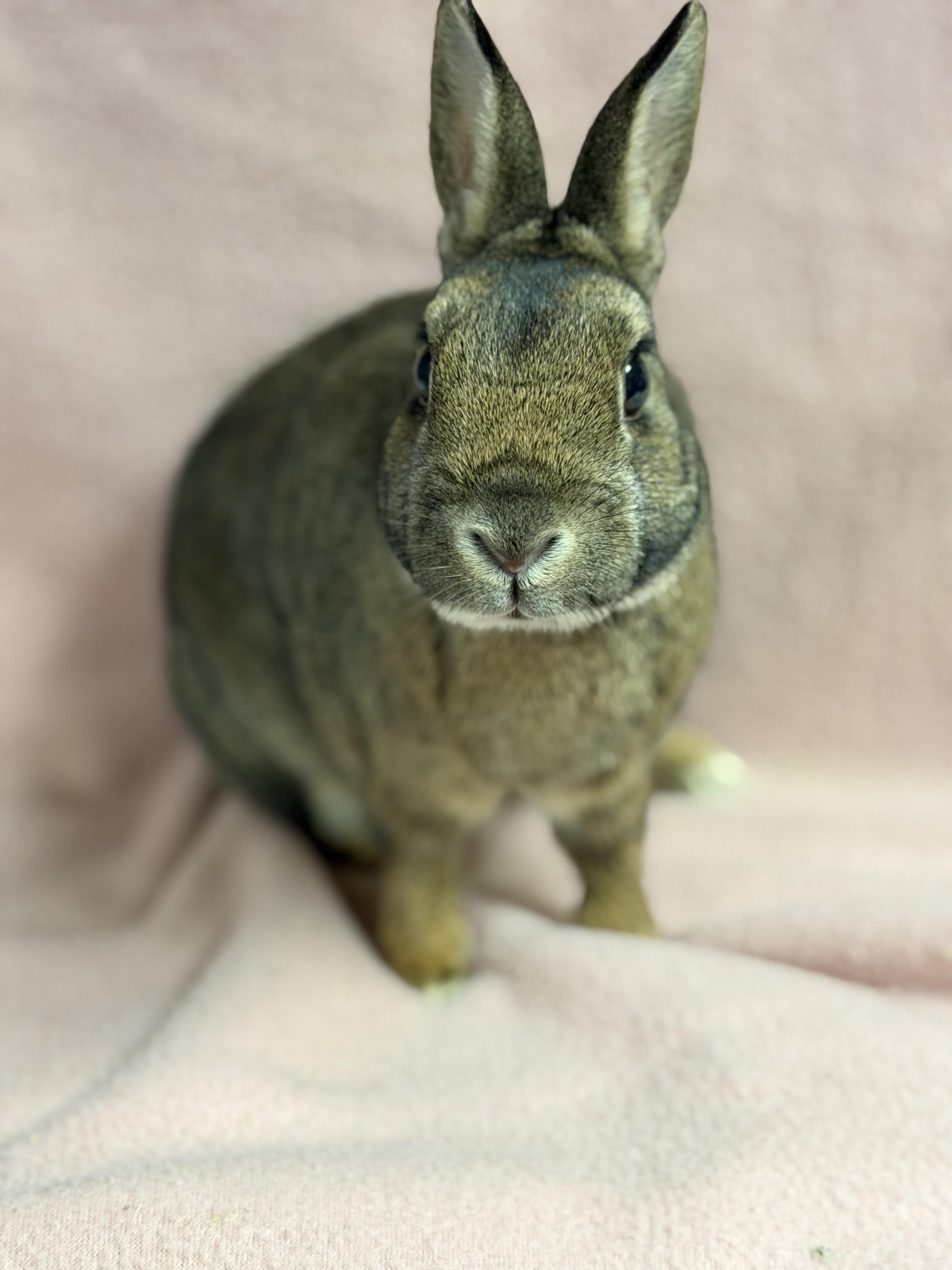 Maui: video!!, a ADOPTABLE Britannia Petite in Edinburg, PA image 5/6