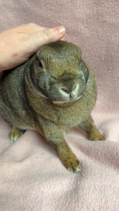 Enlarge Maui: video!!, a ADOPTABLE Britannia Petite in Edinburg, PA video 6/6
