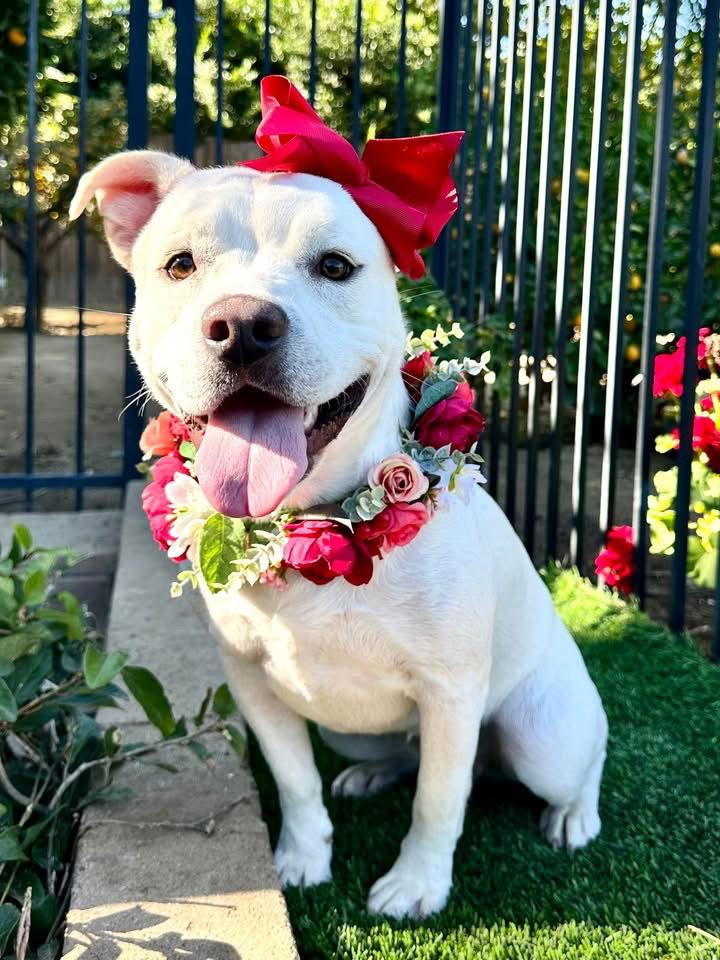 Enlarge Gigi, a Adoptable mixed breed in Redlands, CA image 1/3