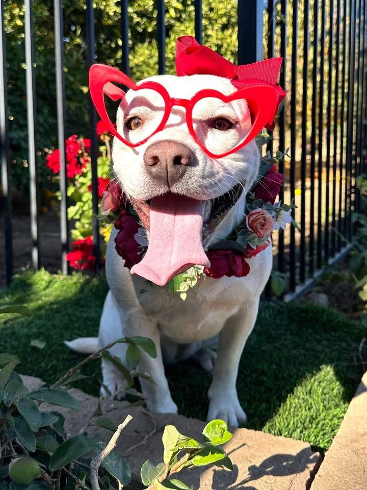 Enlarge Gigi, a Adoptable mixed breed in Redlands, CA image 2/3